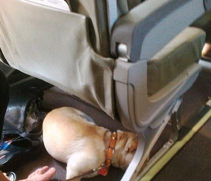 欧盟国家的宠物可以出国旅行 竟然还有护照