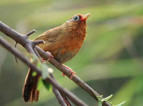 画眉鸟落性了怎么办 落性时可以选择上山遛鸟