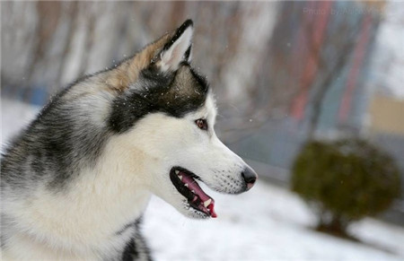 我们帅气与温柔并存的二哈！