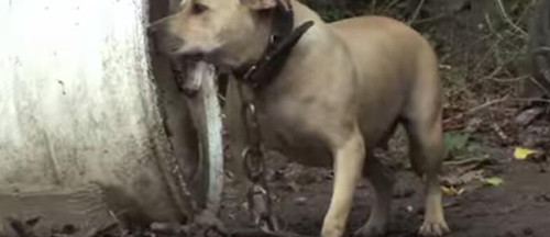 警察突袭斗狗市场 上百只狗狗长期被锁链锁住