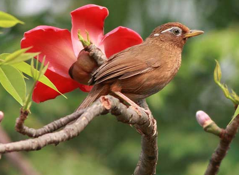 怎么捕捉画眉鸟 详解6种捕捉野生画眉的方法