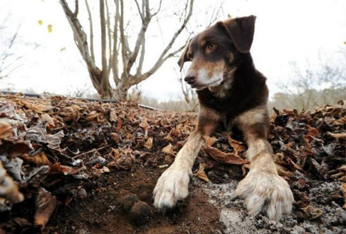 澳洲小伙捡了一只流浪狗 小狗为他赚了100万