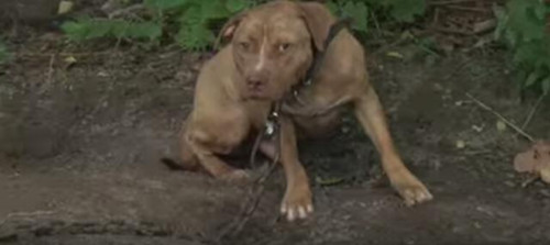 警察突袭斗狗市场 上百只狗狗长期被锁链锁住