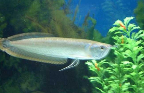 银龙鱼疾病治疗 四种常见疾病治疗预防