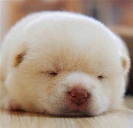 萌爆了的毛绒团儿柴犬，好喜欢 ♪(´ε｀ )