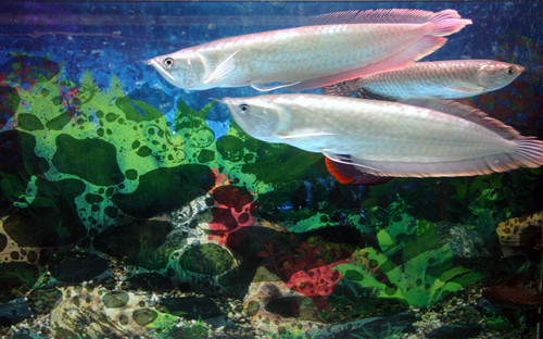 银龙鱼的饲养方法 银龙鱼饲养注意的地方