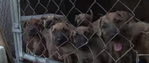 警察突袭斗狗市场 上百只狗狗长期被锁链锁住