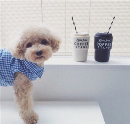 汪星人：主人不在，偷喝一口~