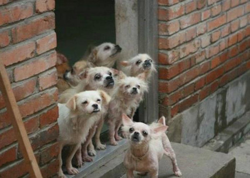 26只狗狗不知主人已去世 痴痴苦等