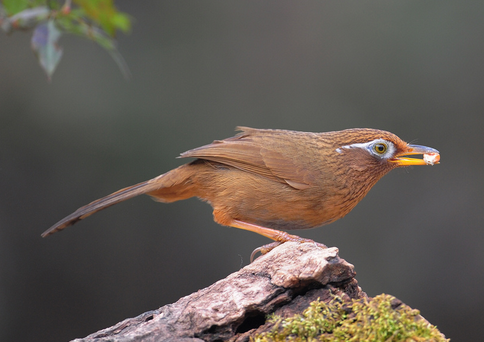 抓画眉鸟的绝招 在捕鸟当中下套是一门硬技术