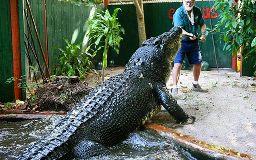 男子野外捕获鳄鱼带回家养 一起生活40年之久