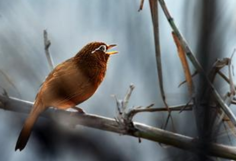 画眉鸟怎么挑选 画眉的鸣唱可分为“大叫”“小叫”