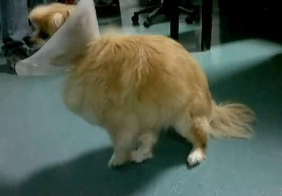 26只狗狗不知主人已去世 痴痴苦等