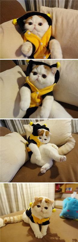 偶是只胖蜜蜂！麻麻给偶买的M码衣服居然都介么滴小，扣纸都扣不上~~~