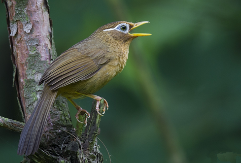 画眉鸟不叫怎么办 揭画眉鸟不叫的解决办法