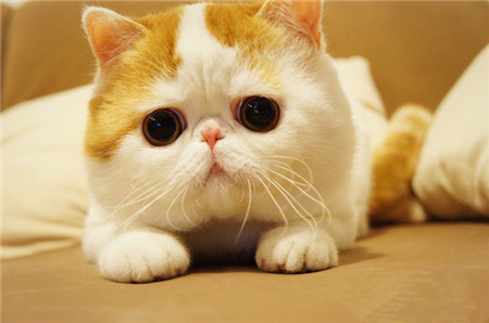 好几天都木有见面鸟~~~小胖也想大家了哦~~~