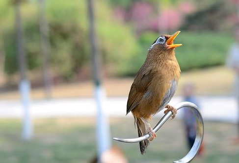 画眉鸟秃顶怎么办 多给画眉鸟补充蛋白质等营养