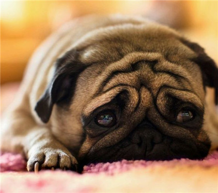 汪星人：主人，我不开心了~~