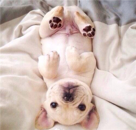 汪星人：看主人，我躺下睡觉了，是不是很乖啊？