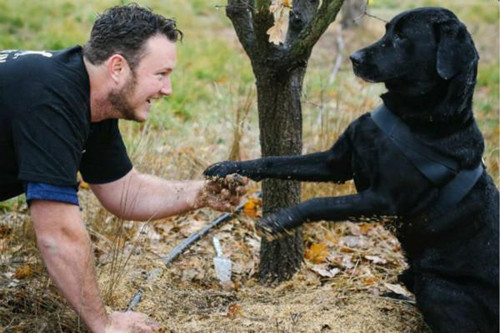 澳洲小伙捡了一只流浪狗 小狗为他赚了100万