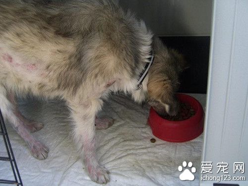 校园里流浪狗被人用石头追打 最后救下是怕狗女孩