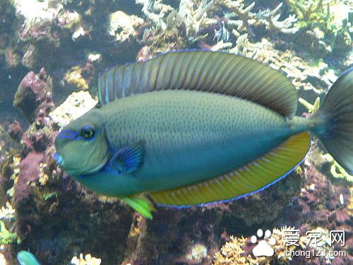 氟哌酸 鱼使用氟哌酸的作用及使用方法