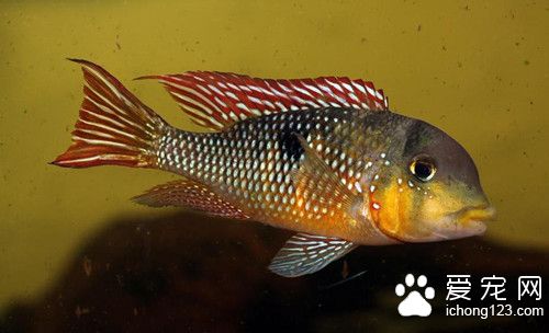 五倍子 鱼使用五倍子的作用及使用的方法