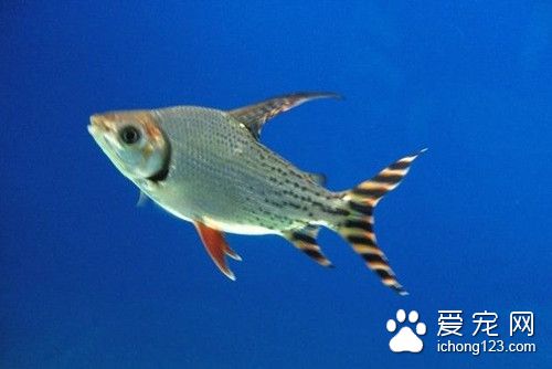 聚维酮碘 鱼使用聚维酮碘的作用及使用方法