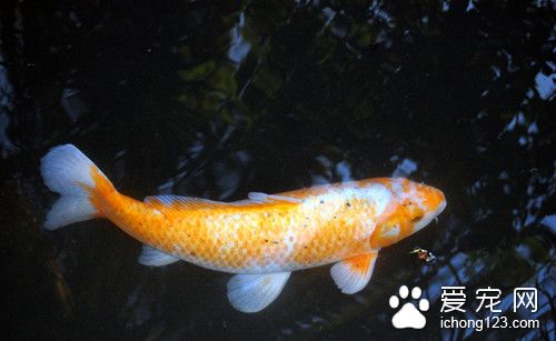 磺胺甲基嘧啶 鱼使用磺胺甲基嘧啶的使用方法