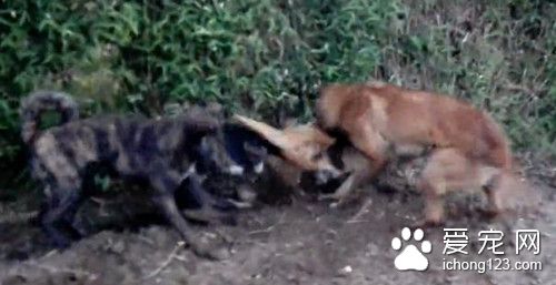 四猎狗耍狠虐待一条小猫 残忍的还要四马分尸