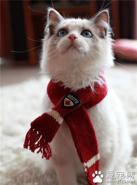 改天我给我家喵星人也来条围巾，蛮可爱的！