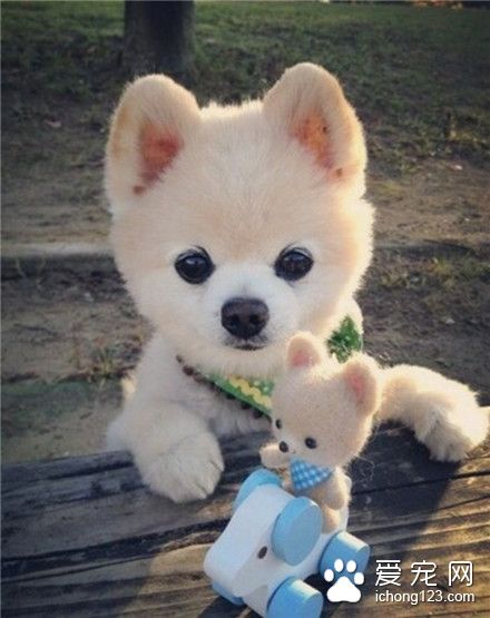 汪星人，这是我小儿纸~