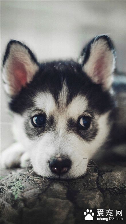 萌萌的二哈小朋友~