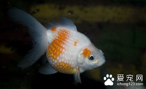 磺胺嘧啶 鱼使用磺胺嘧啶的作用及使用方法