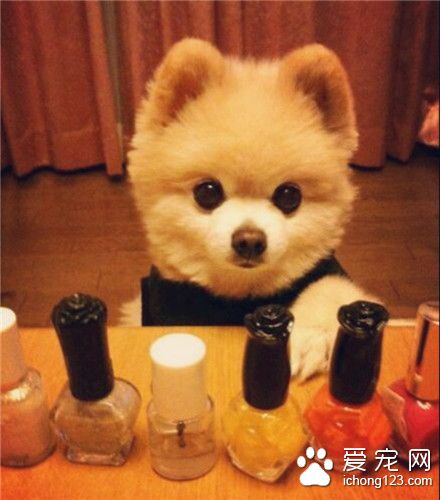 汪星人，今天涂哪只指甲油好呢~