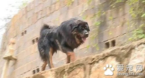 藏獒被困小区吓坏居民 丘北警方紧急寻找主人