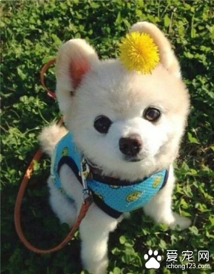 汪星人，阳光那么好，带我粗去玩吧~