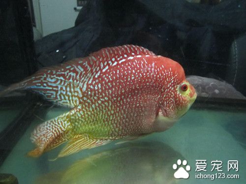 注射法 鱼的常用药物注射法的使用方法