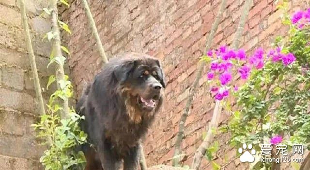 藏獒被困小区吓坏居民 丘北警方紧急寻找主人