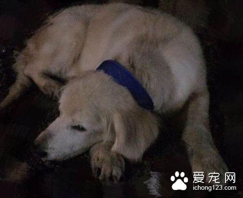 老金毛陪伴主人近十年 却被无情弃养