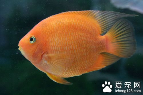 水库养鱼技术 水库养鱼需要注意的事项