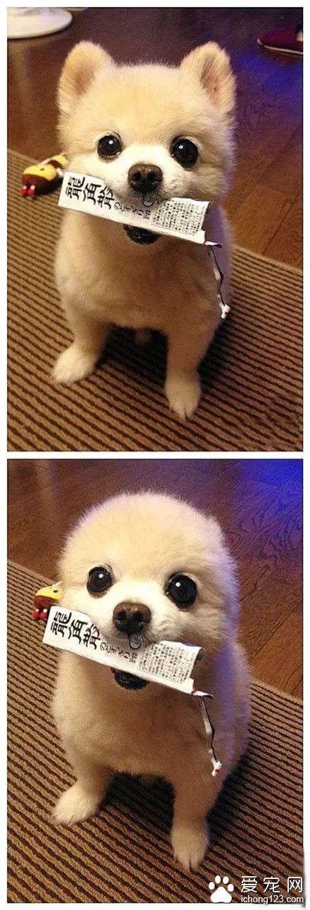 汪星人，看，我的魔法小耳朵没有啦~