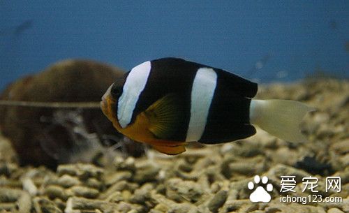 苦参 鱼使用苦参的作用及使用的方法