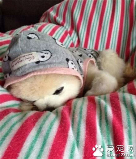 汪星人，主人还不回来，要饿死了蛋蛋忧伤。。。