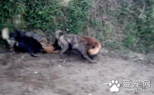 四猎狗耍狠虐待一条小猫 残忍的还要四马分尸