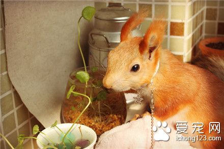 雪地松鼠~放开那盆铜钱草！它还只是个孩子！！！Σ(っ °Д °;)っ