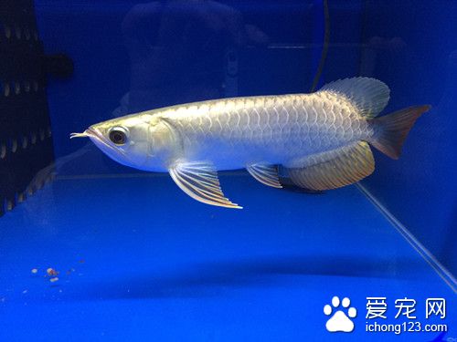 药浴法 鱼常用药物药浴法的使用方法