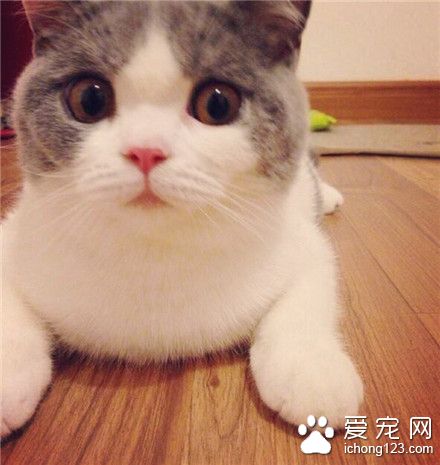 喵星人：大脸猫大脸猫爱吃鱼！