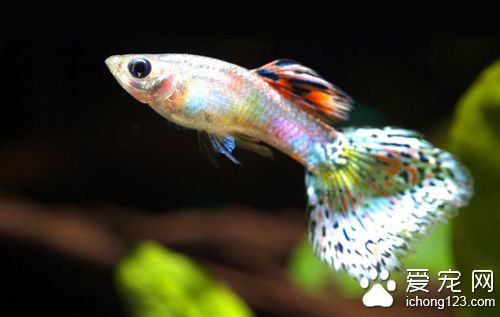 涂抹法 鱼的常用药物需要注意的使用方法