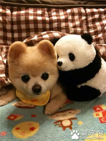 汪星人，喜欢你就抱抱我~